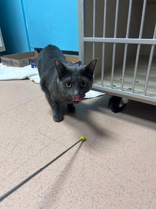 Hip Hop, a ADOPTABLE Domestic Short Hair in Steamboat Springs, CO image 1/2