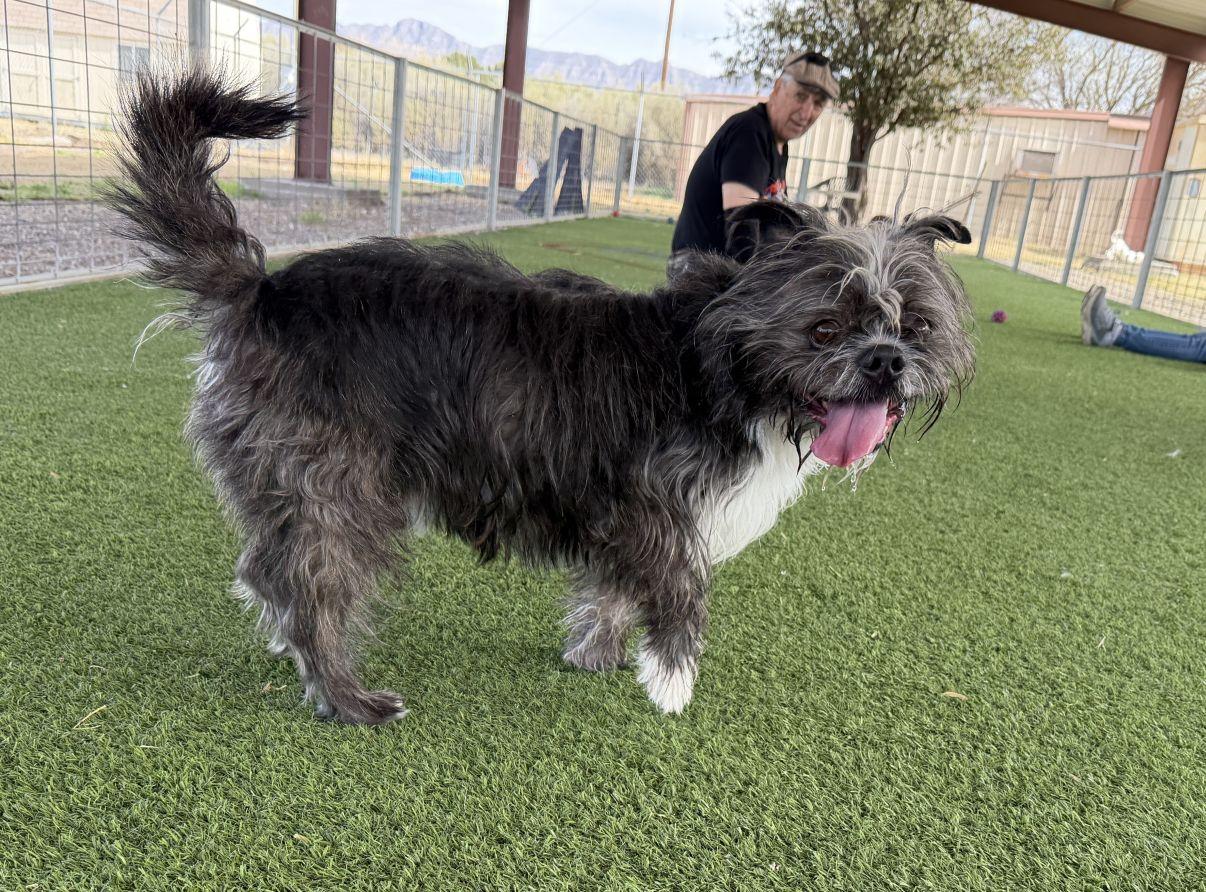 Reed, a Adoptable mixed breed in El Paso, TX image 2/6