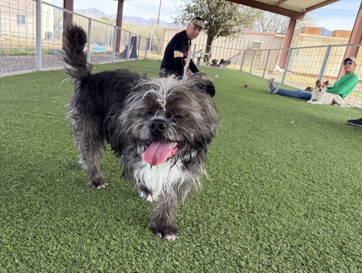 Reed, a Adoptable mixed breed in El Paso, TX image 3/6