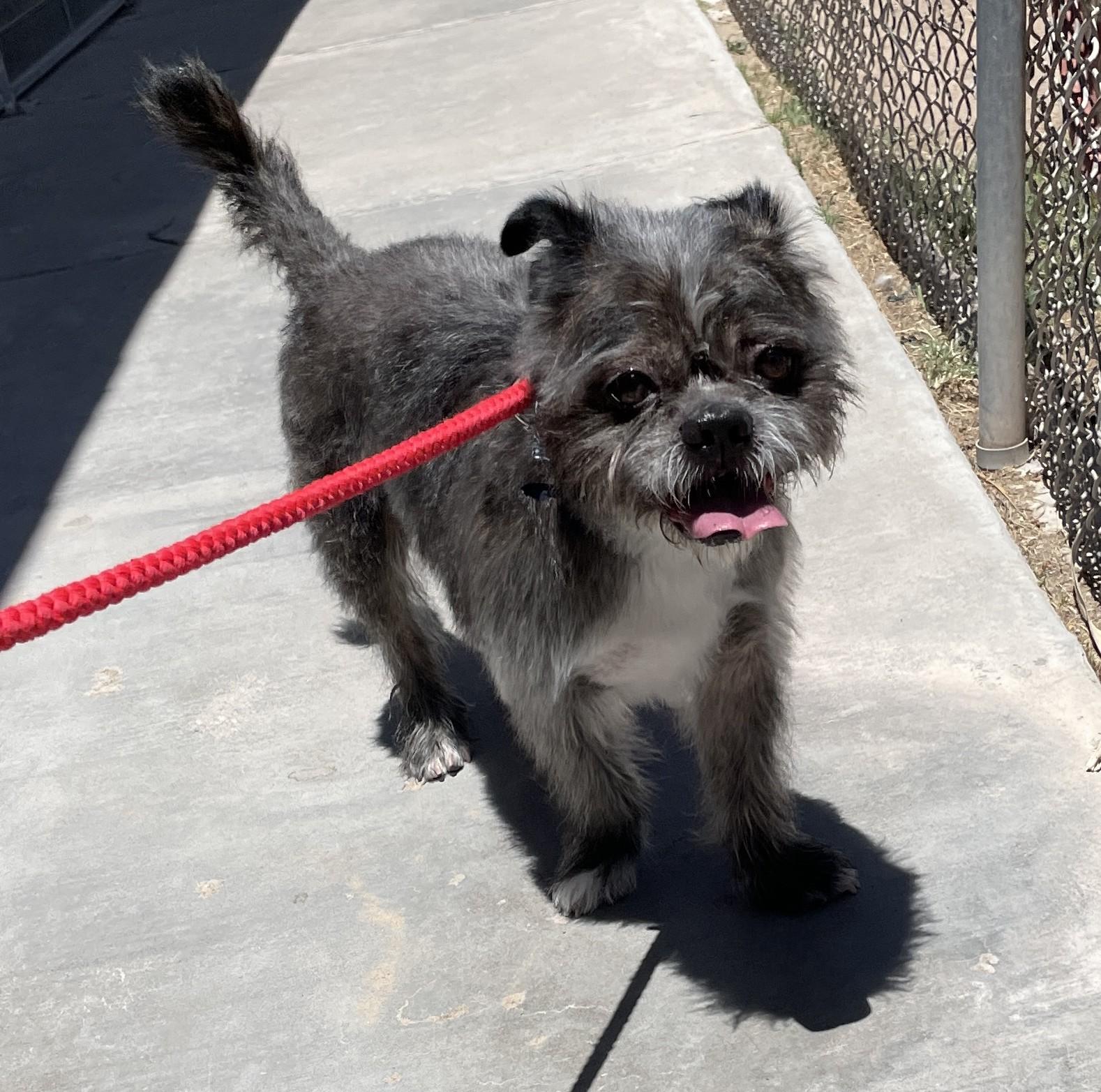 Reed, Adoptable, Adult Male Brussels Griffon.