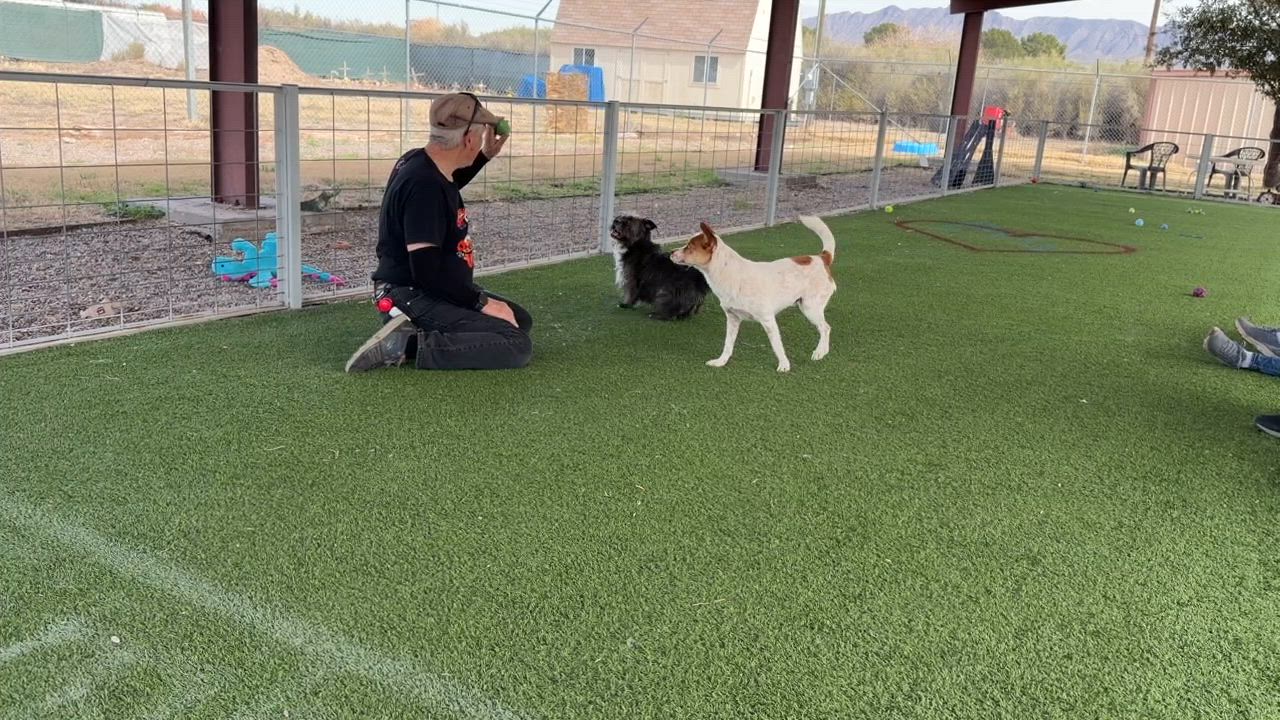 Enlarge Reed, a Adoptable mixed breed in El Paso, TX video 6/6