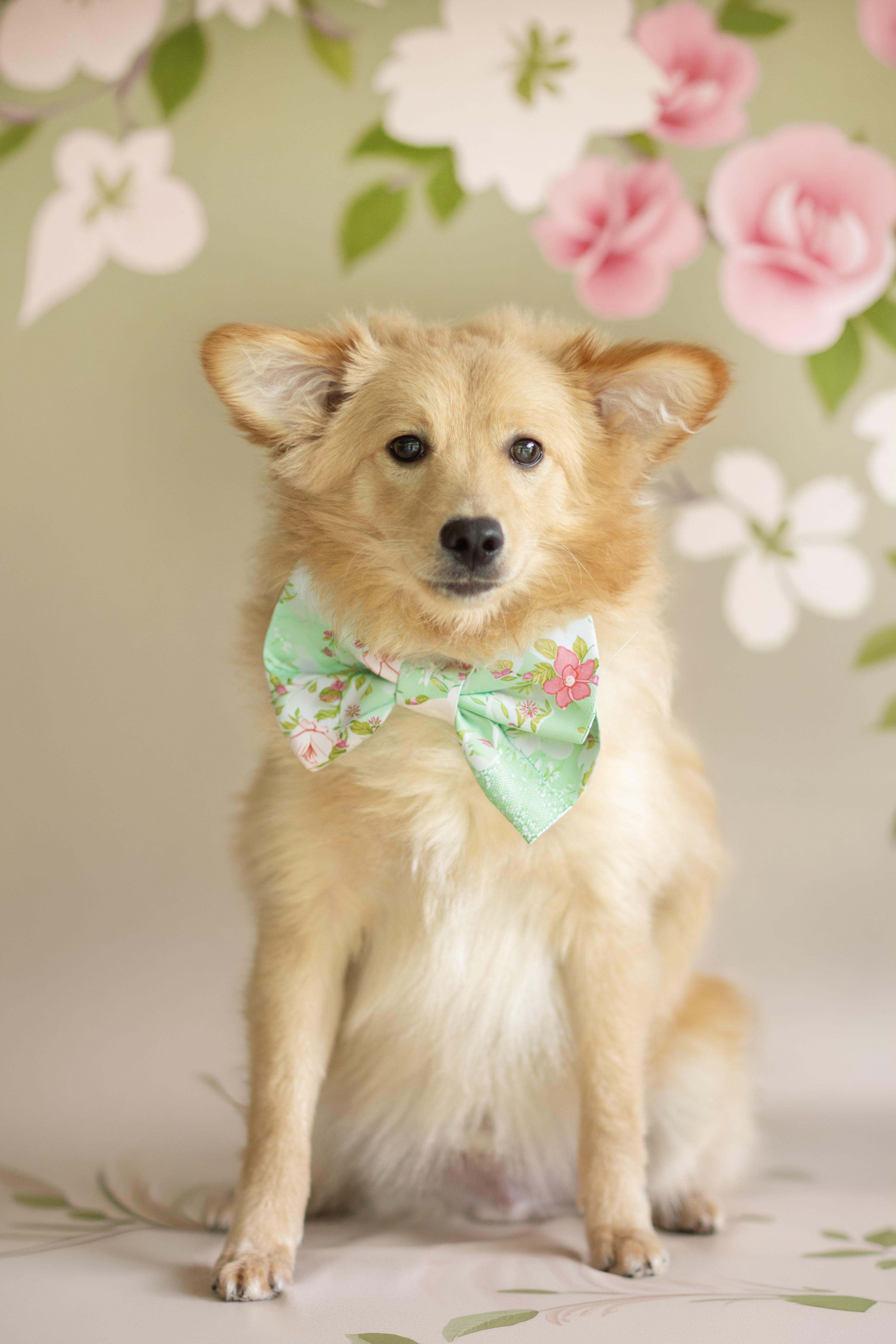 Sully, adopted, Young Male American Eskimo Dog & Poodle.