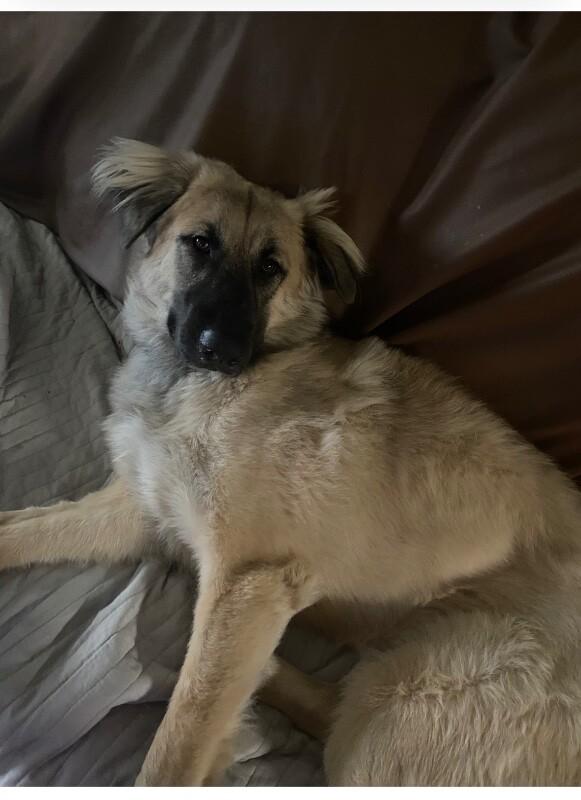 Enlarge Bear, a Adoptable mixed breed in Anthem, AZ image 3/3