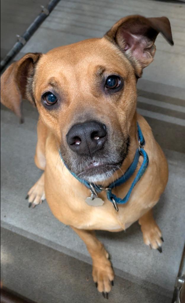 Bayanetta, Adoptable, Adult Female Pit Bull Terrier & American Staffordshire Terrier.