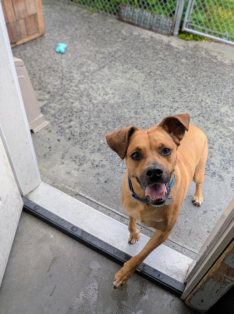 Enlarge Bayanetta, a Adoptable mixed breed in Kodiak, AK image 2/2