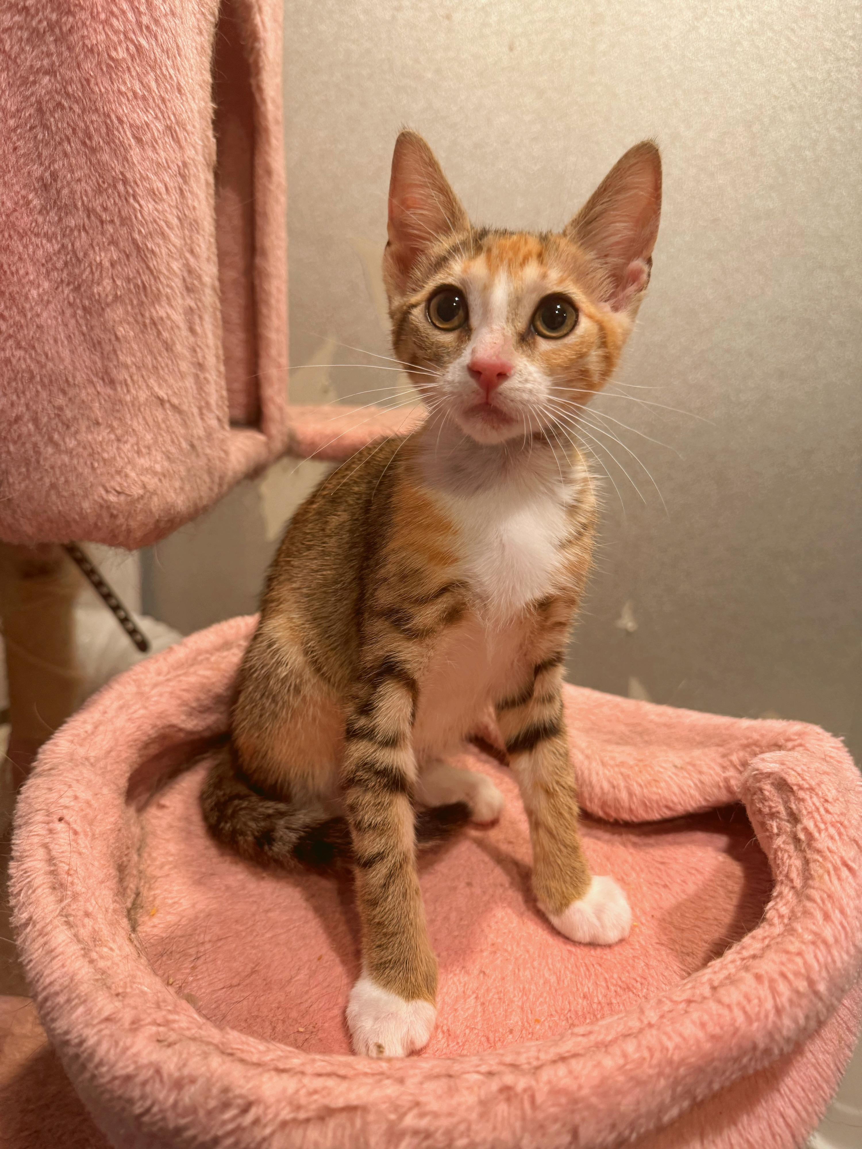Jessie, Baby Female Domestic Short Hair