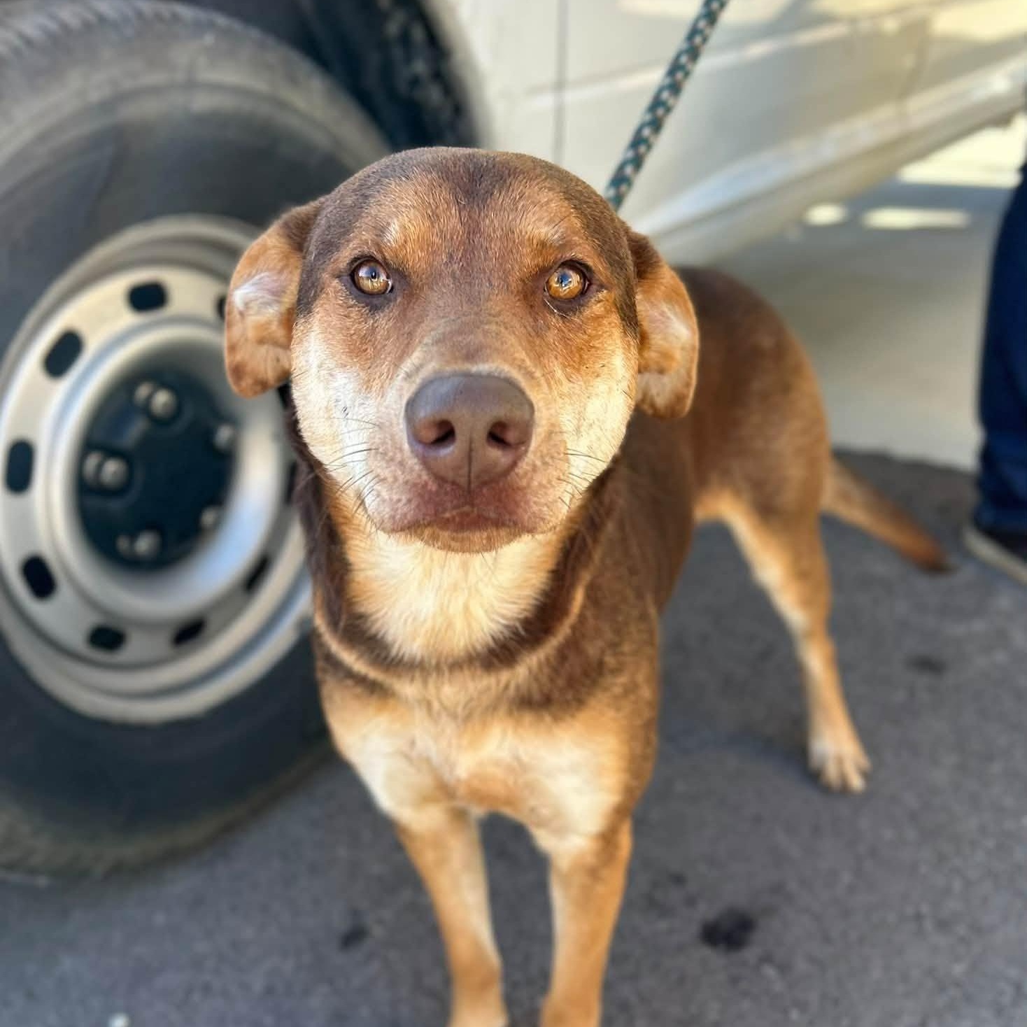 Enlarge Silas, a Adoptable Mixed Breed in Manchester, TN image 1/4