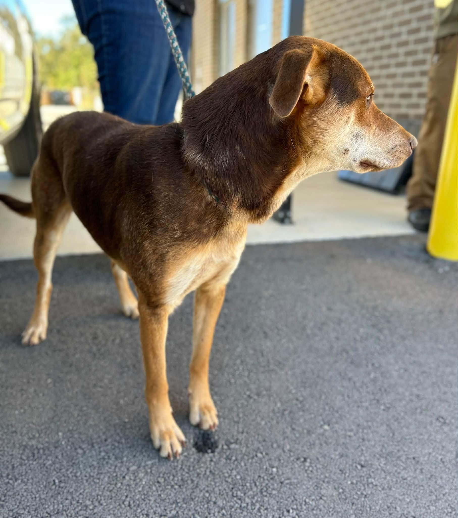 Enlarge Silas, a Adoptable Mixed Breed in Manchester, TN image 3/4