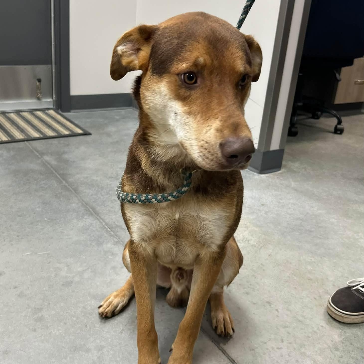 Enlarge Silas, a Adoptable Mixed Breed in Manchester, TN image 4/4