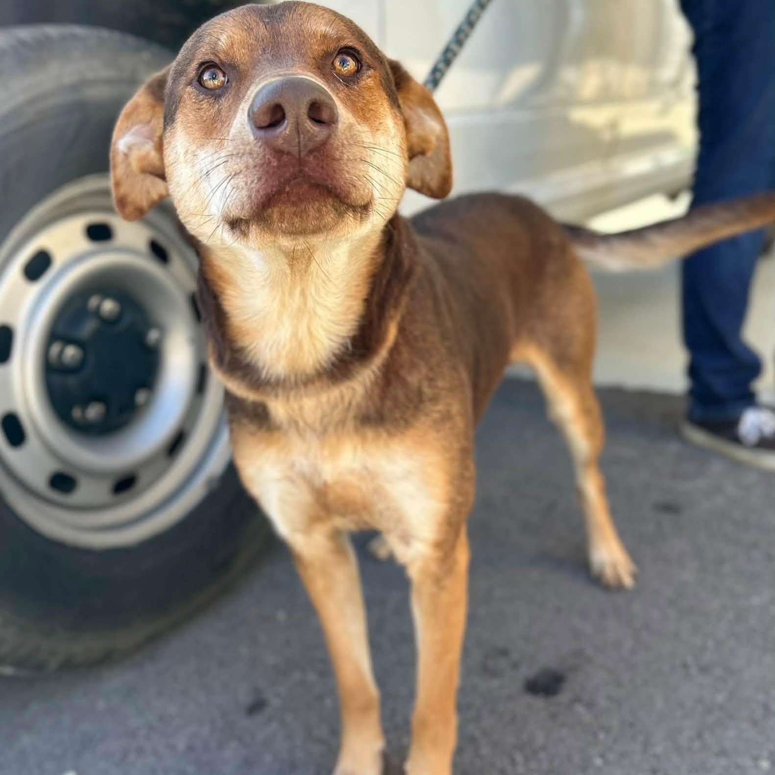 Enlarge Silas, a Adoptable Mixed Breed in Manchester, TN image 2/4