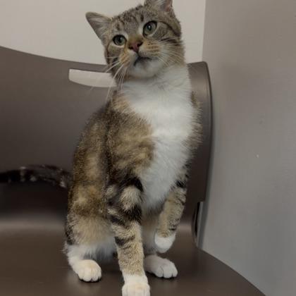 Shaboozey, Adoptable, Young Male Domestic Short Hair & Domestic Short Hair.