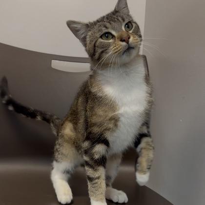 Shaboozey, Adoptable, Young Male Domestic Short Hair & Domestic Short Hair.