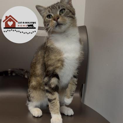 Shaboozey, a Adoptable mixed breed in Janesville, WI image 2/2