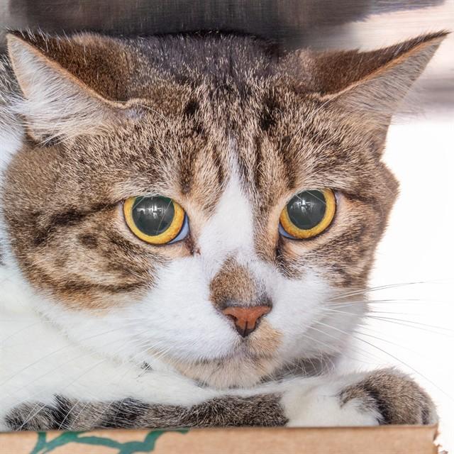 ICIS, Adoptable, Adult Female Domestic Short Hair.