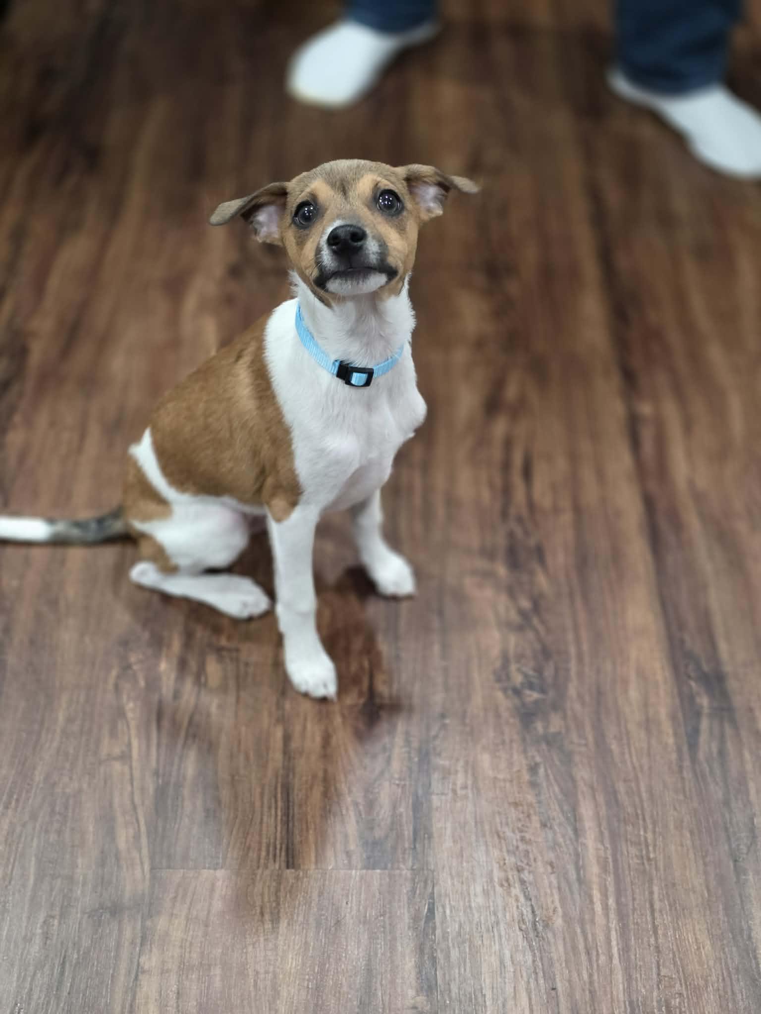 PREACHER, an adopted mixed breed in Aurora, CO image 5/6