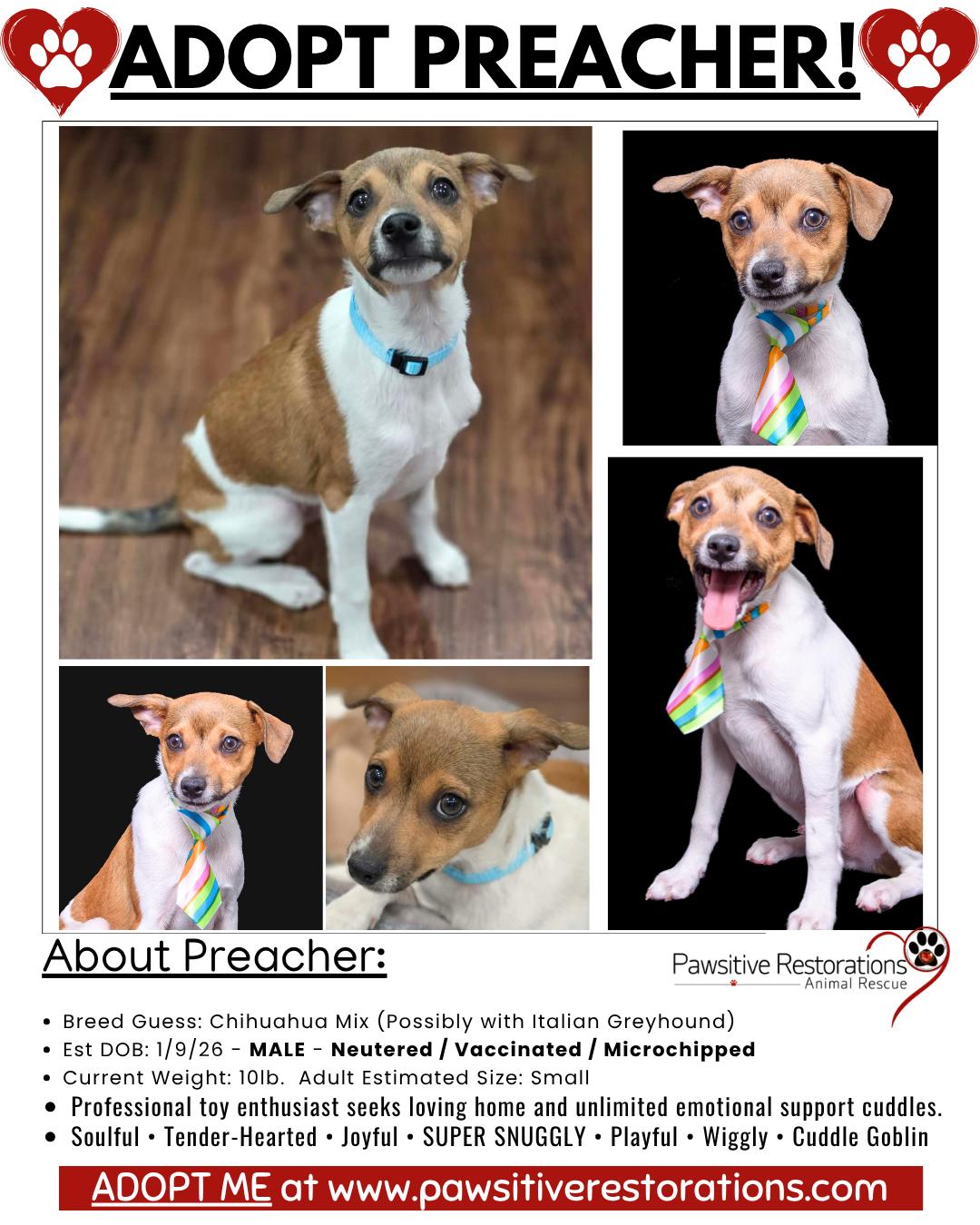 PREACHER, an adopted mixed breed in Aurora, CO image 2/6