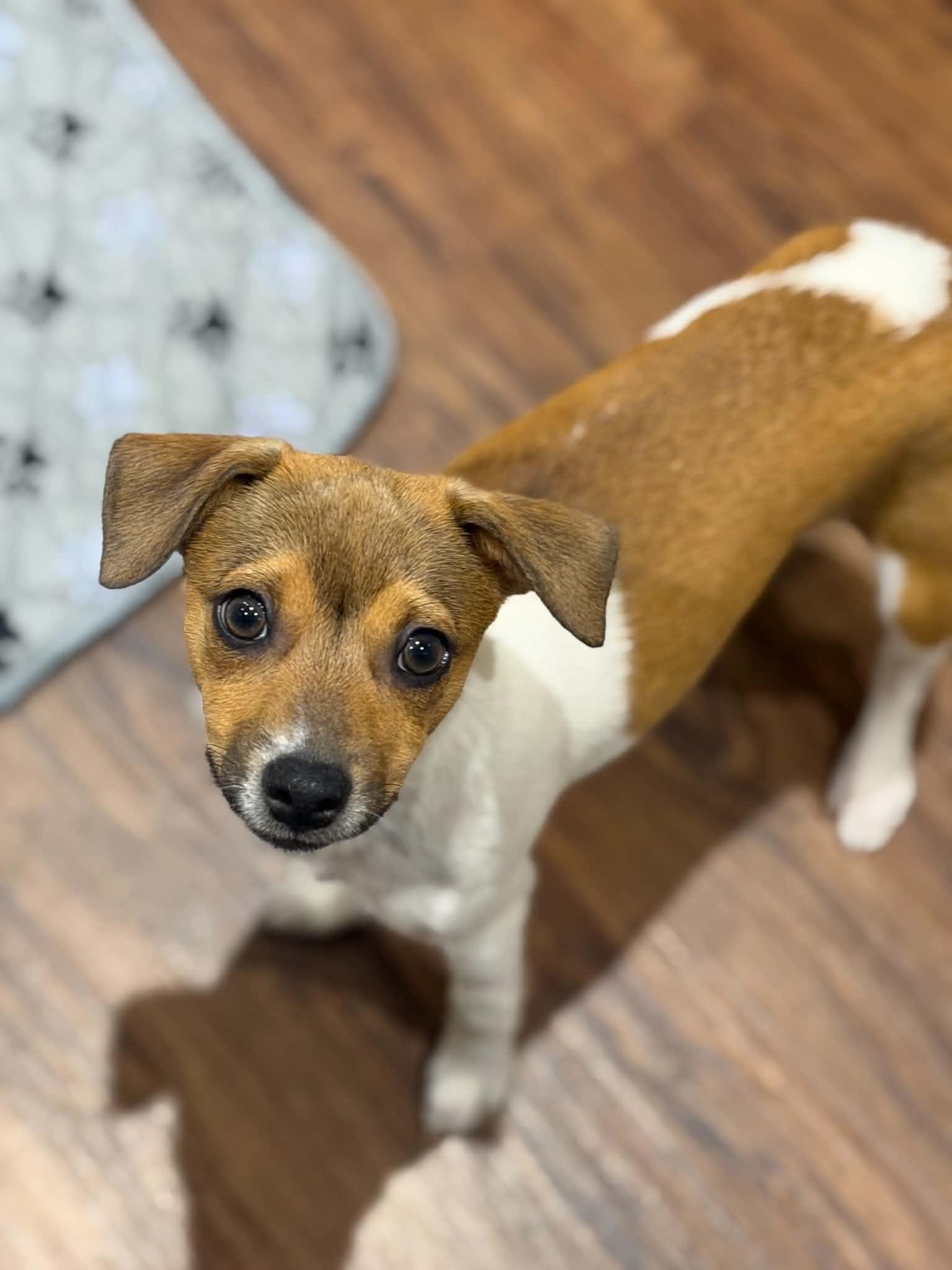 PREACHER, an adopted mixed breed in Aurora, CO image 4/6