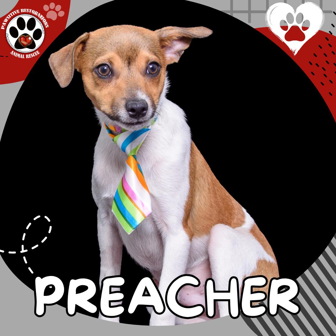 PREACHER, adopted, Puppy Male Chihuahua & Afghan Hound.