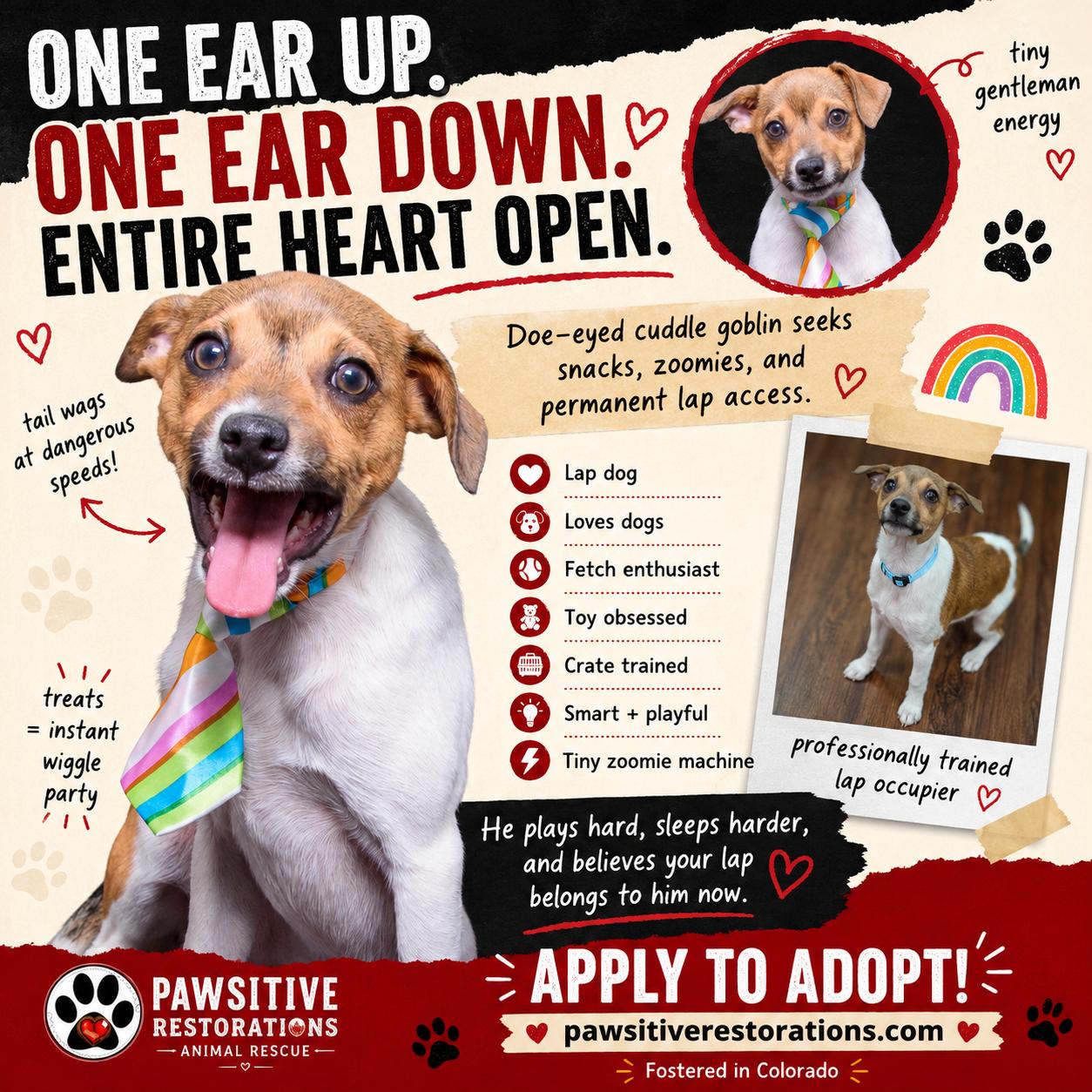 PREACHER, an adopted mixed breed in Aurora, CO image 3/6