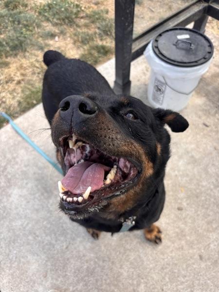 Brutus, Adoptable, Senior Male Rottweiler.