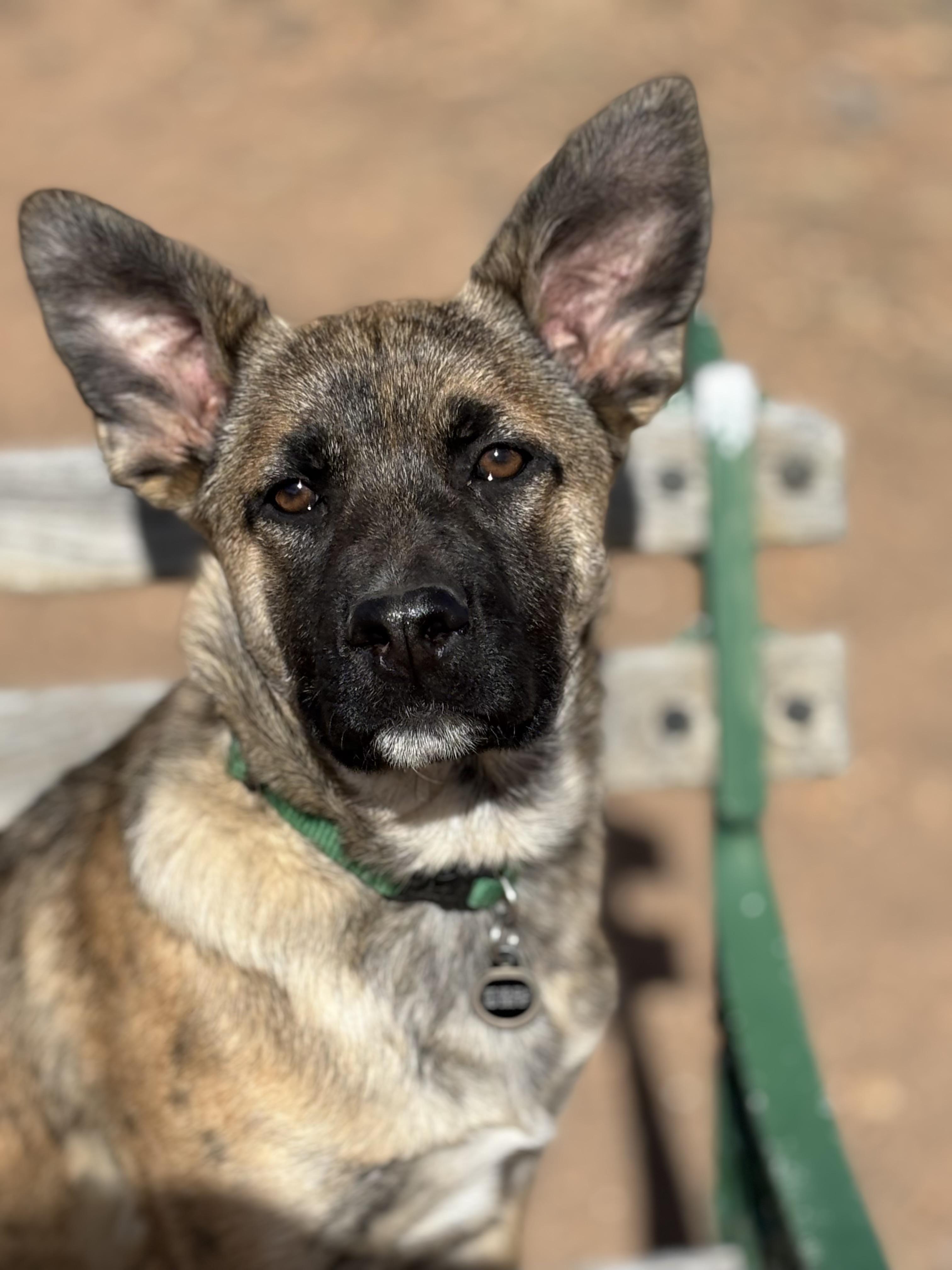 Molly, ADOPTABLE, Puppy Female Shepherd.