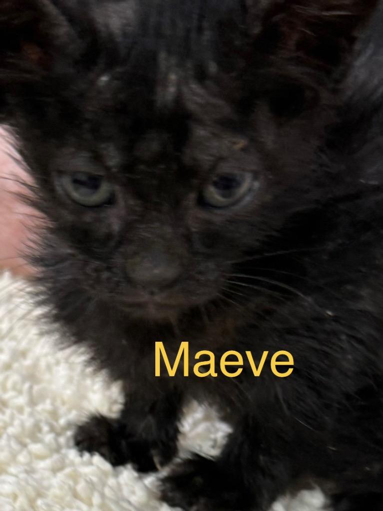 Maeve, Adoptable, Kitten Female Domestic Short Hair.