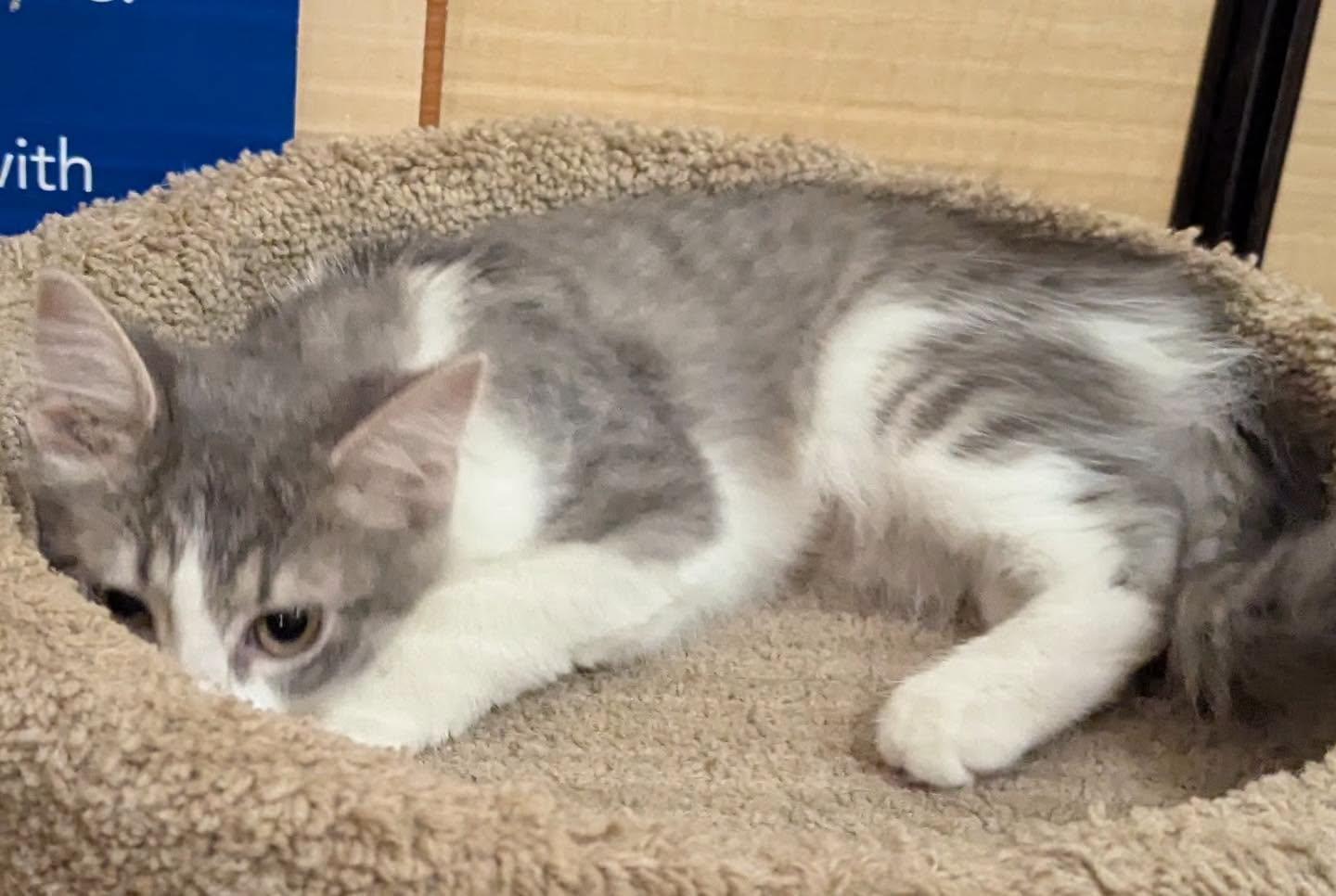 Enlarge Shadow, a Adoptable Domestic Medium Hair in Noblesville, IN image 4/4