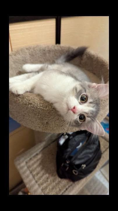 Enlarge Shadow, a Adoptable Domestic Medium Hair in Noblesville, IN image 3/4