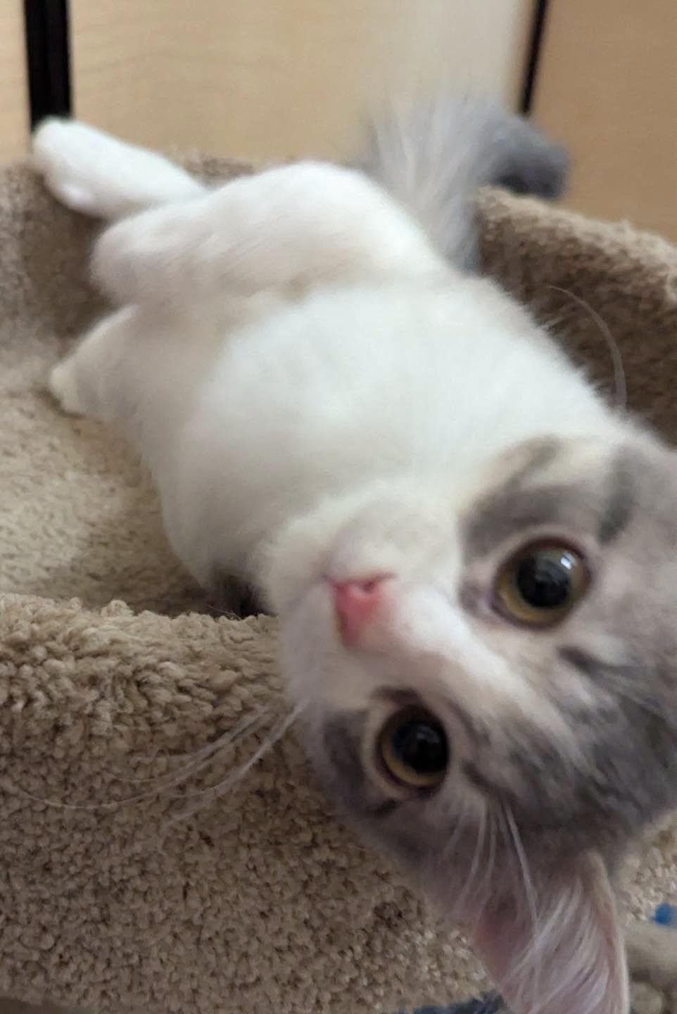 Enlarge Shadow, a Adoptable Domestic Medium Hair in Noblesville, IN image 1/4