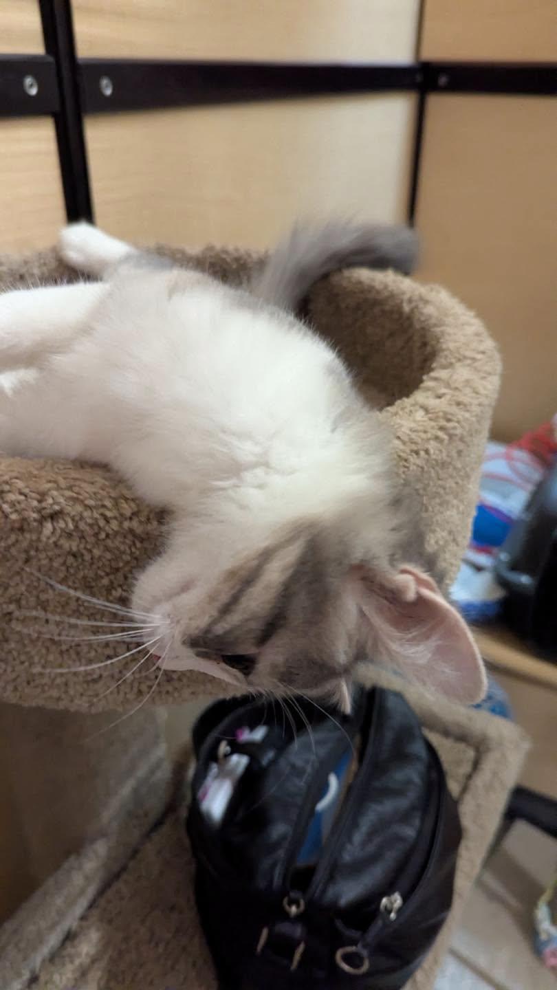 Enlarge Shadow, a Adoptable Domestic Medium Hair in Noblesville, IN image 2/4