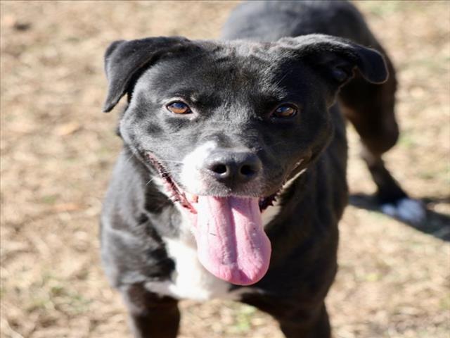 Enlarge A511606, a Adoptable mixed breed in Wilmington, NC image 1/1