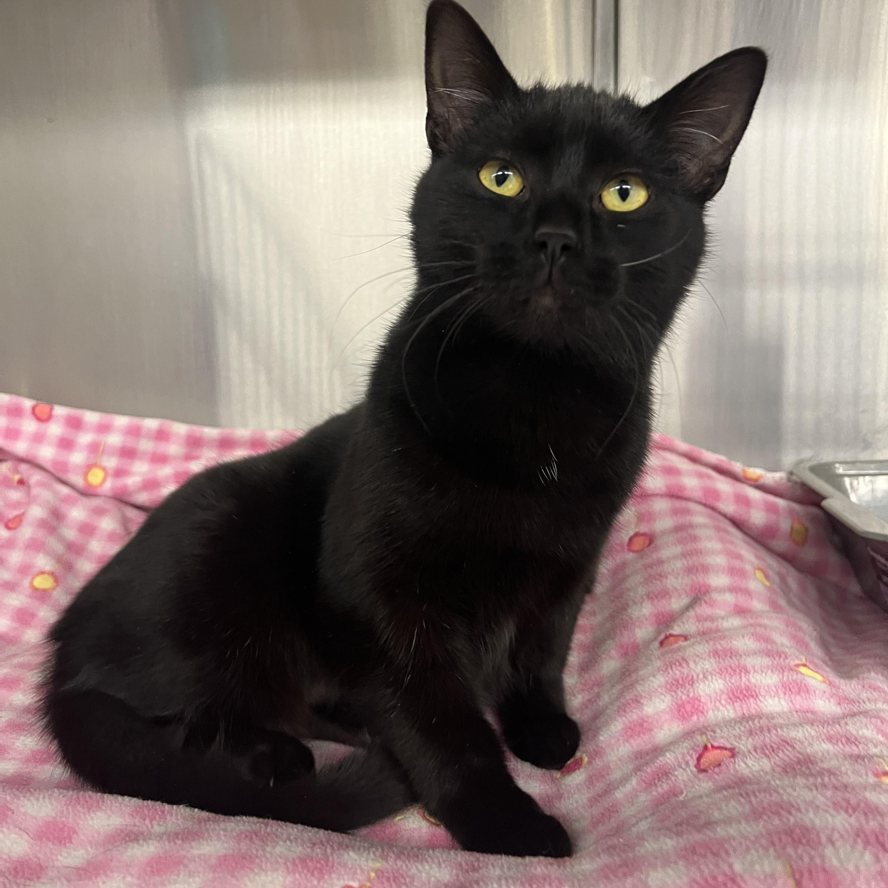 Enlarge Hershey, a ADOPTABLE mixed breed in Mount Pleasant, MI image 2/4