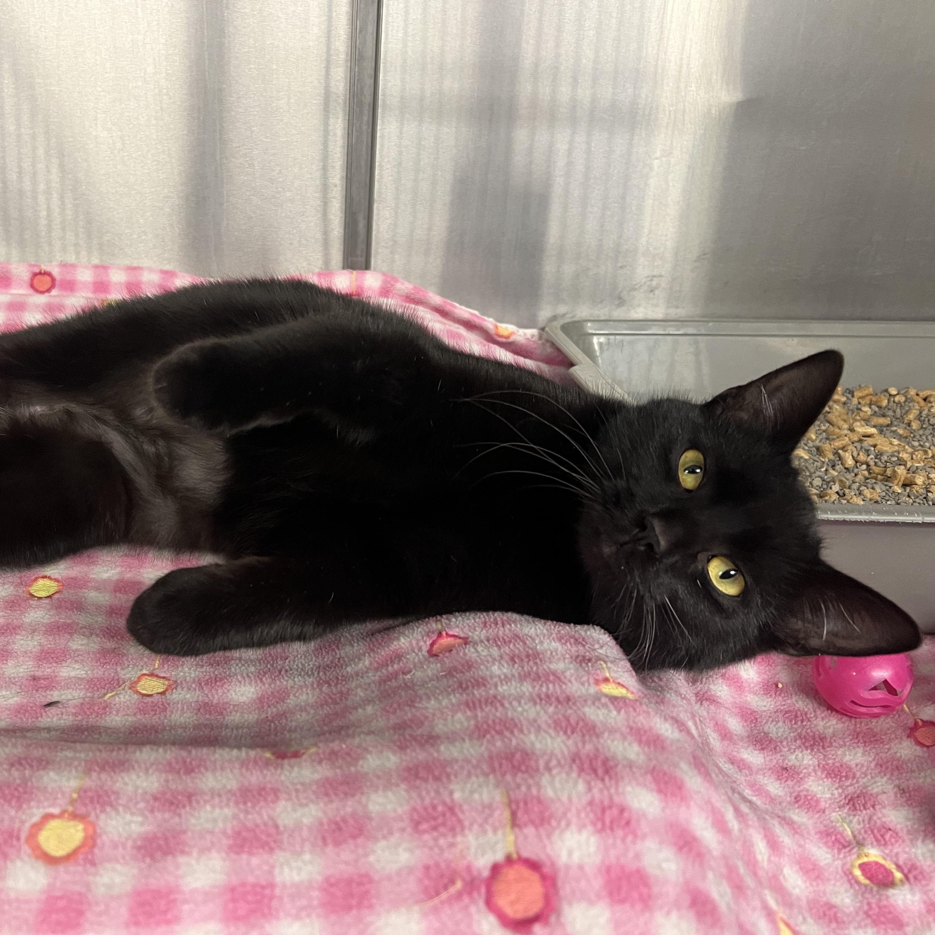 Enlarge Hershey, a ADOPTABLE mixed breed in Mount Pleasant, MI image 3/4