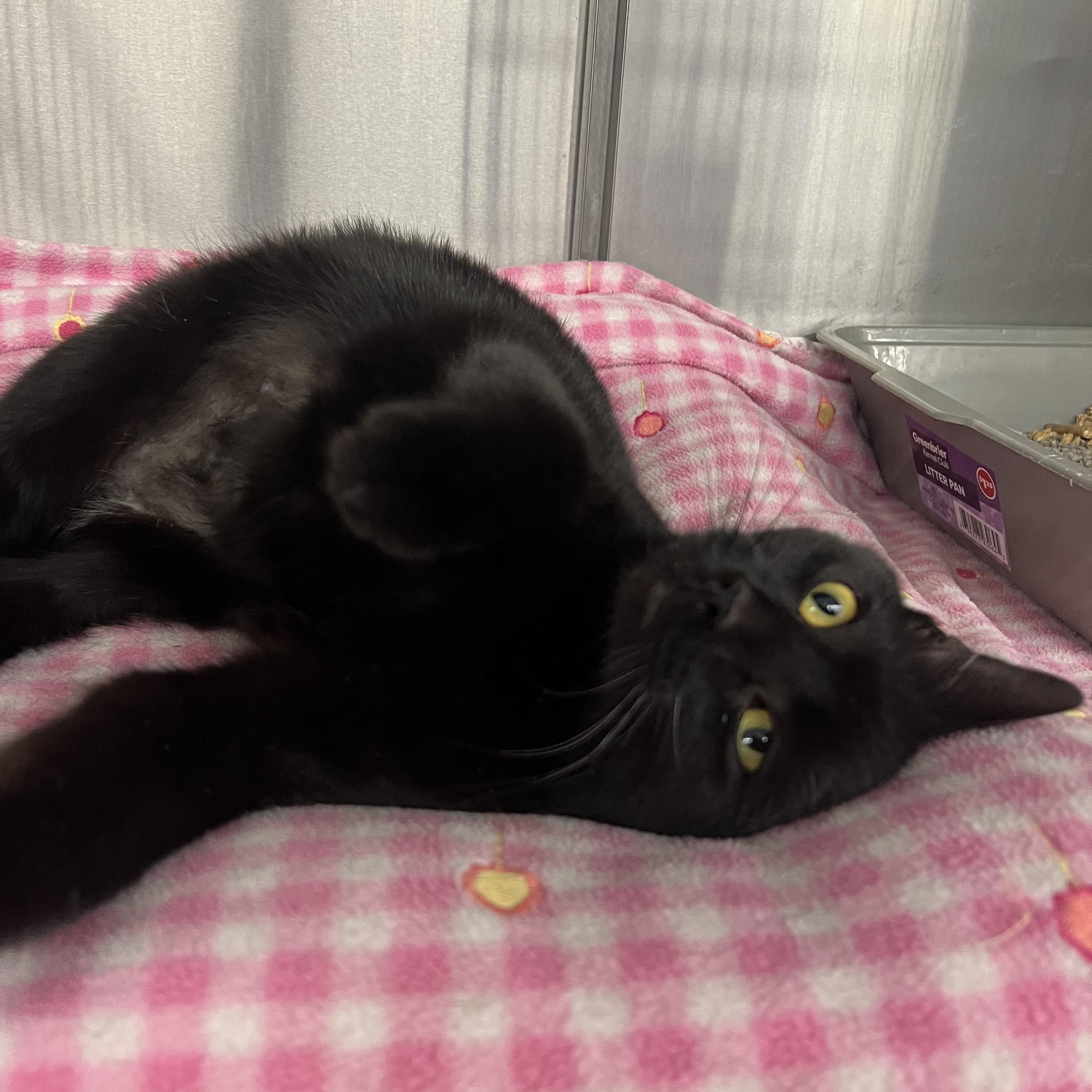 Enlarge Hershey, a ADOPTABLE mixed breed in Mount Pleasant, MI image 4/4