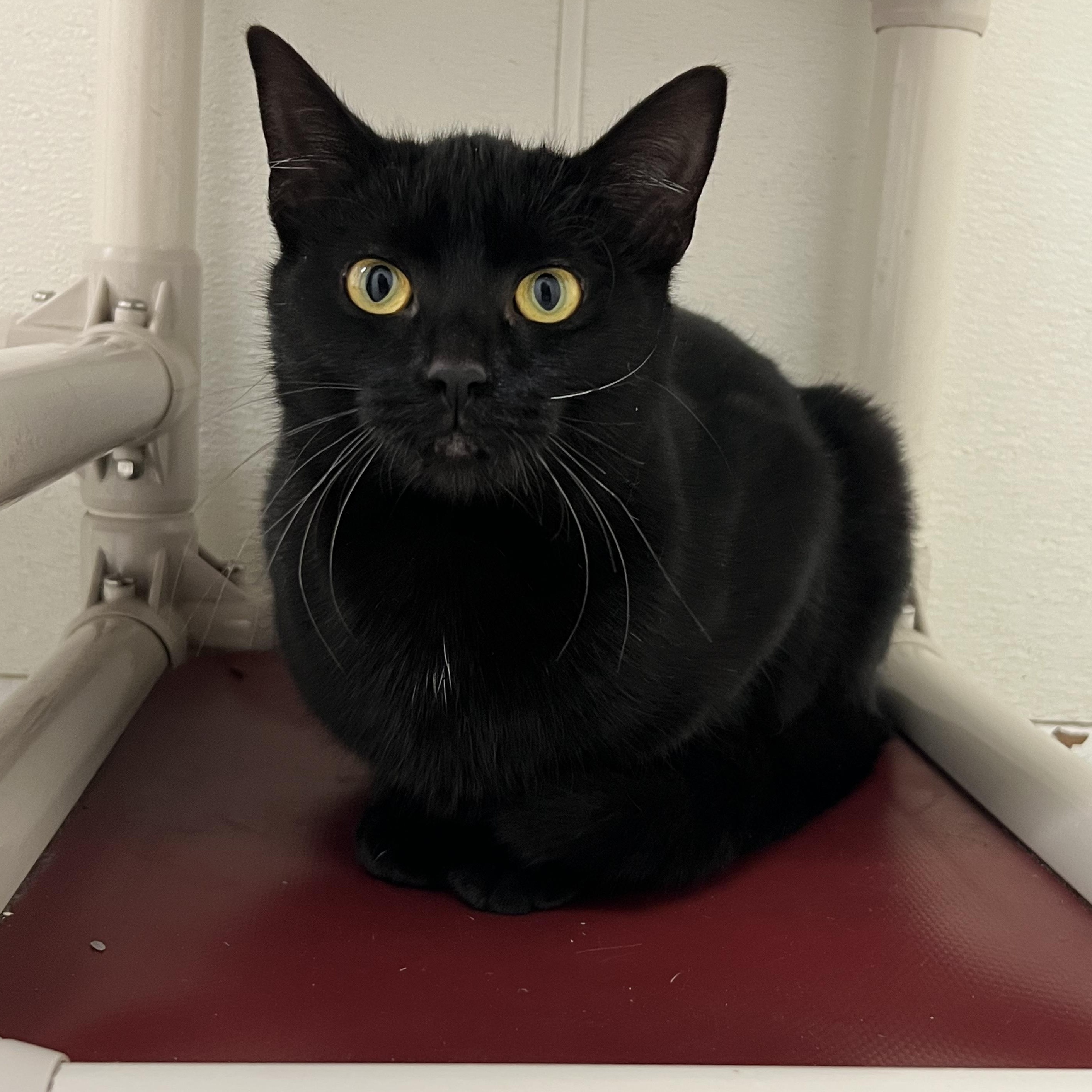 Enlarge Hershey, a ADOPTABLE mixed breed in Mount Pleasant, MI image 1/4