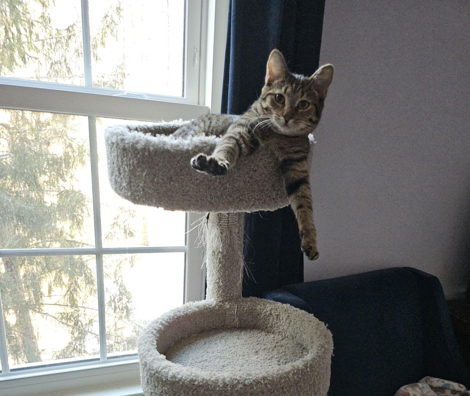 Enlarge Wendy, a Adoptable Domestic Short Hair in Herndon, VA image 1/3