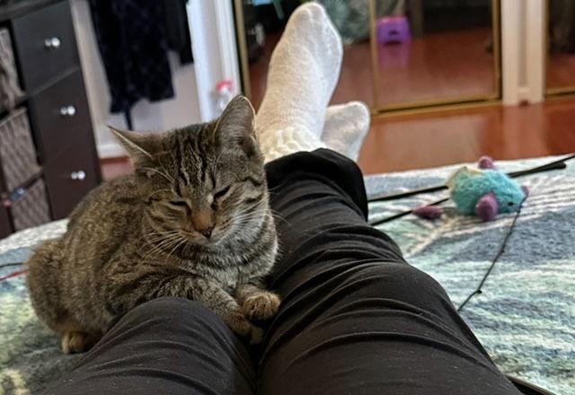 Enlarge Wendy, a Adoptable Domestic Short Hair in Herndon, VA image 1/3