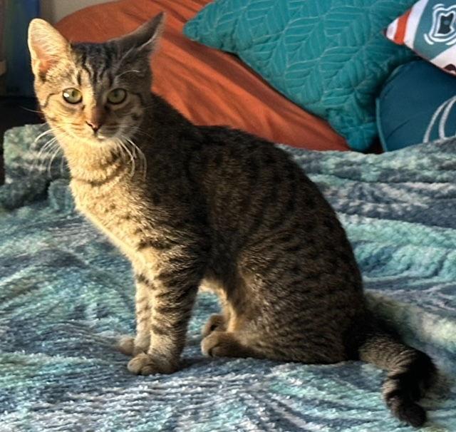 Enlarge Wendy, a Adoptable Domestic Short Hair in Herndon, VA image 2/3