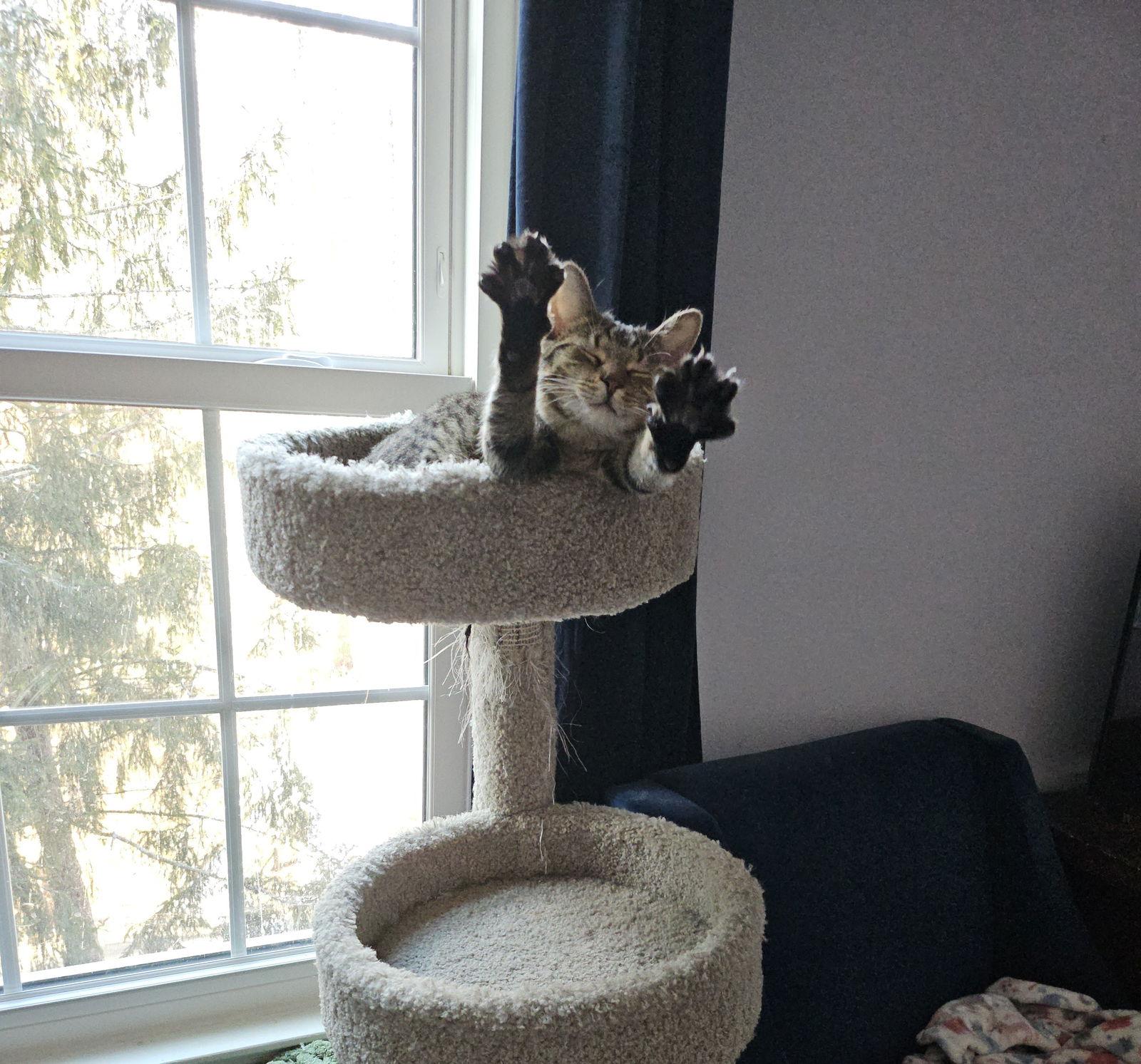 Enlarge Wendy, a Adoptable Domestic Short Hair in Herndon, VA image 3/3