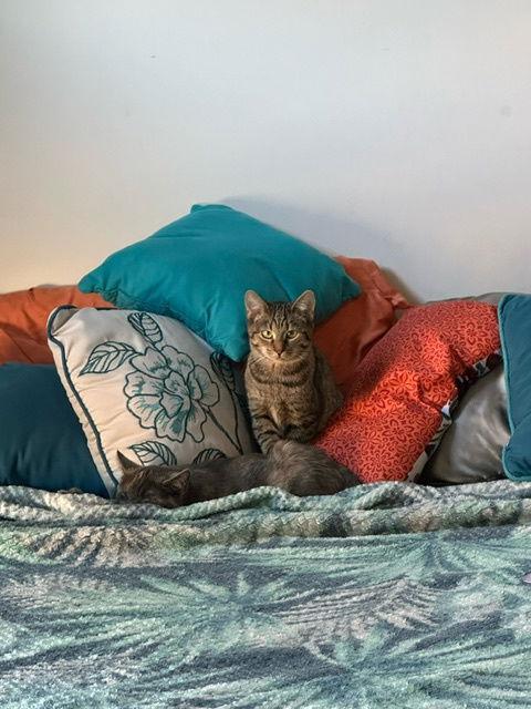 Enlarge Wendy, a Adoptable Domestic Short Hair in Herndon, VA image 3/3