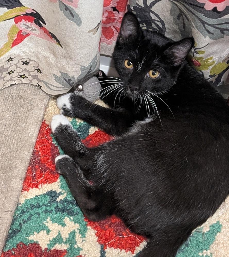 Oogie Boogie Man, Adoptable, Kitten Male Domestic Short Hair.