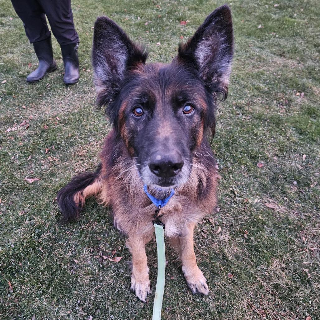Enlarge Gronk, a Adoptable German Shepherd Dog in Middletown, RI image 1/2