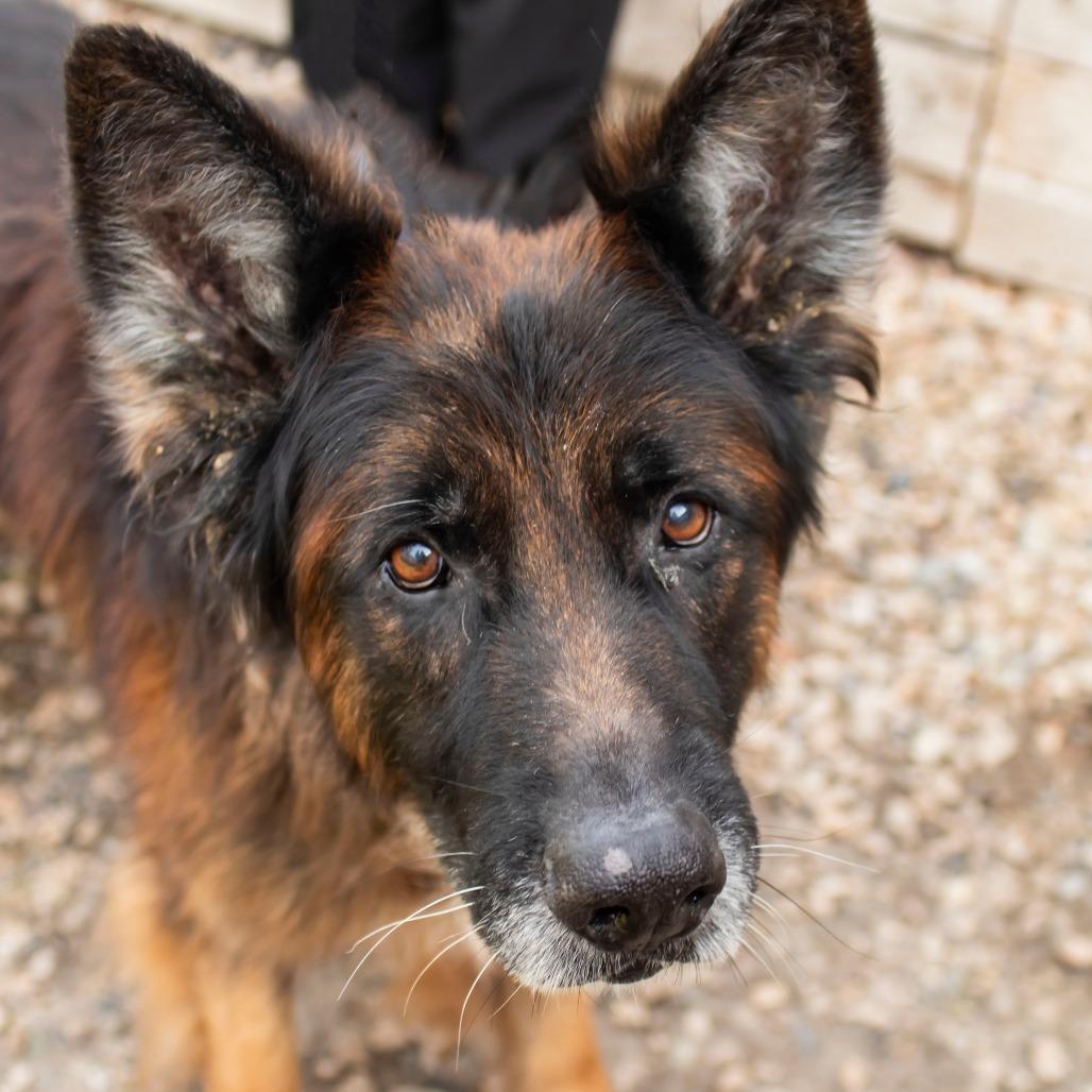 Enlarge Gronk, a Adoptable German Shepherd Dog in Middletown, RI image 2/2