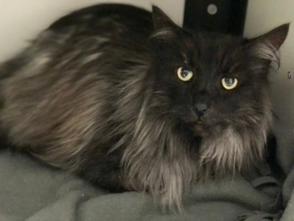 Haida *bonded To Pearl*, Adoptable, Senior Male Norwegian Forest Cat.