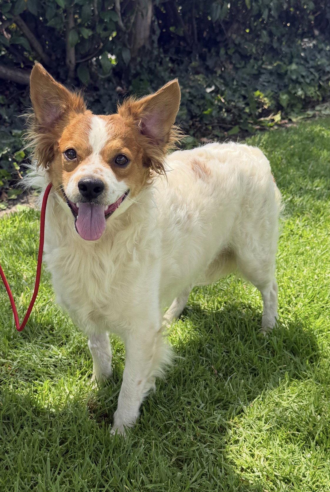 Oliver, Adoptable, Adult Male Mixed Breed.