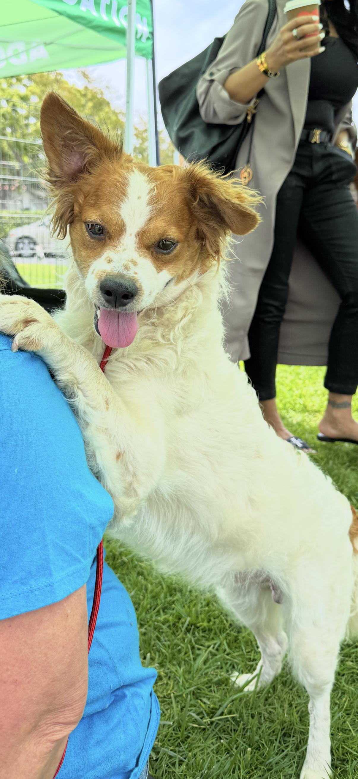 Enlarge Oliver, a Adoptable Mixed Breed in Capistrano Beach, CA image 2/3