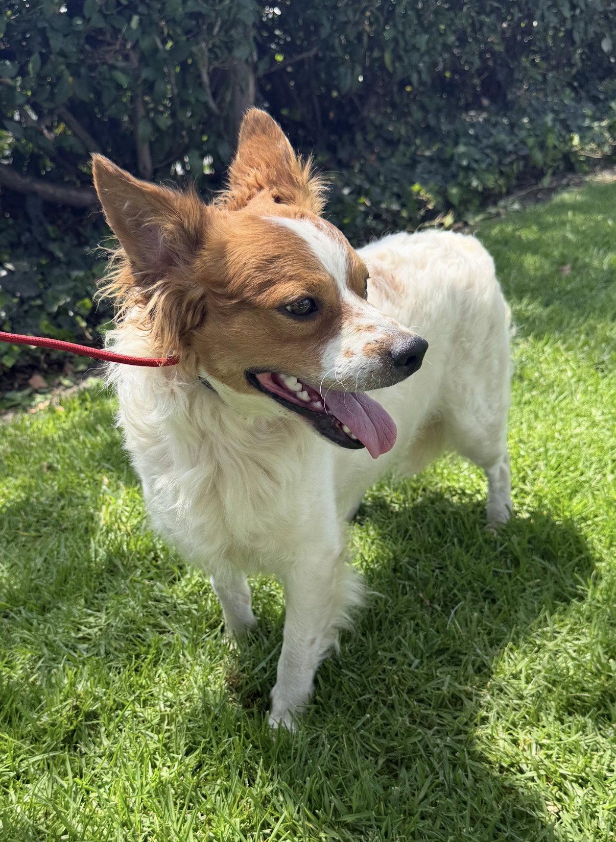 Enlarge Oliver, a Adoptable Mixed Breed in Capistrano Beach, CA image 3/3