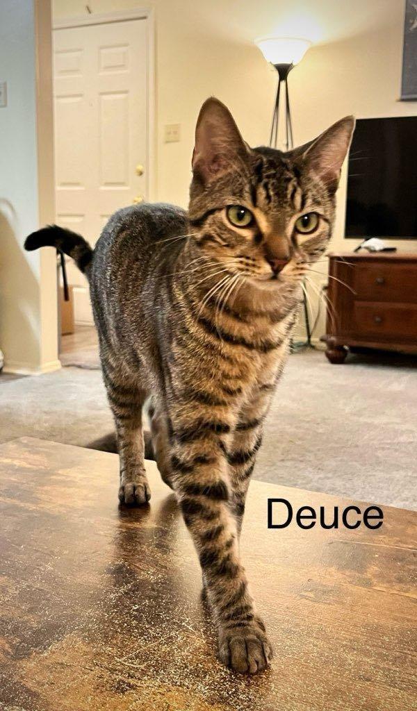 Enlarge Deuce, a Adoptable mixed breed in Southaven, MS image 2/3