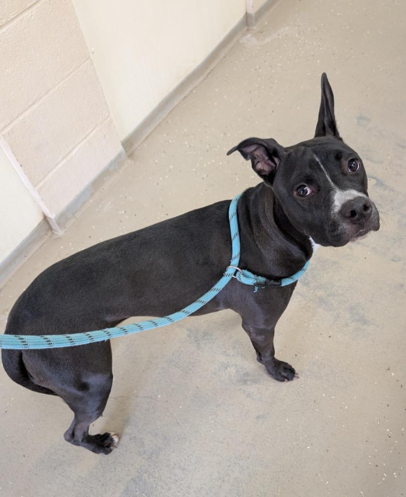 Baby, Adoptable, Young Female Mixed Breed.