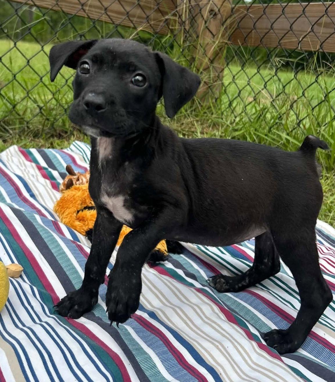 Enlarge Bailey, a Adoptable mixed breed in Tarrytown, GA image 1/3